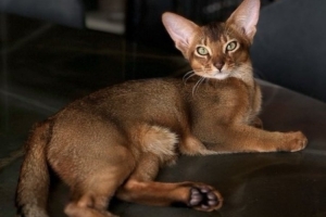 巴舒亚伊的爱猫出车祸需手术，球员社媒发文寻求另一只猫献血