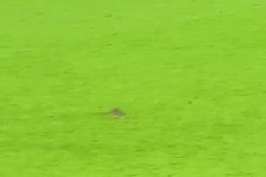 你俩肢体不协调啊！库尼亚和维尼修斯简直是俩活宝